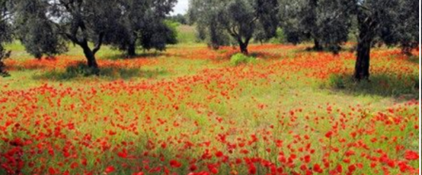 In Support of Medical Training in Palestine  by KindLink Individual Fundraising fundraising photo 1