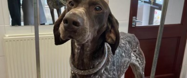 Fab 4 by German Shorthaired Pointer Trust fundraising photo 2