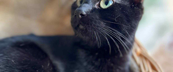 Amalfi - Found in an ATM. Chosen for a Family. She Just Needs a Flight by SuperDogs Rescue fundraising photo 1