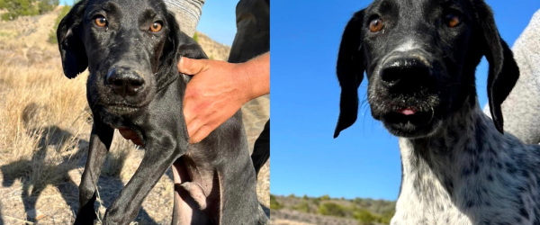 Northern Cyprus mum & pups by German Shorthaired Pointer Trust fundraising photo 4