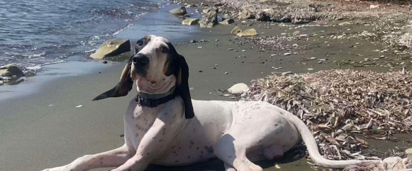 Paws, Sweat & Cheers! by SuperDogs Rescue fundraising photo 1