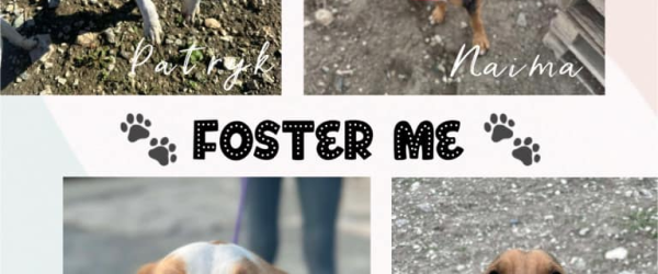 Paws, Sweat & Cheers! by SuperDogs Rescue fundraising photo 3