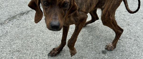 Paws, Sweat & Cheers! by SuperDogs Rescue fundraising photo 2