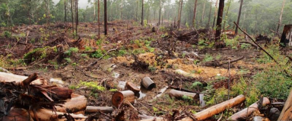 Plant a Tree 2025 by City Of Trees fundraising photo 1