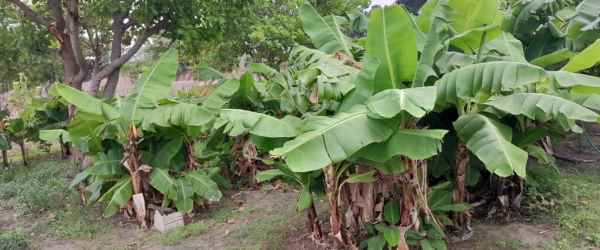 A Christmas Gift for The Gambia by Kaira Konko Scout Active Support fundraising photo 2