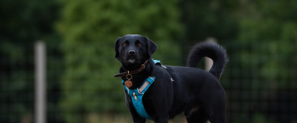 Emma's Super Hike for SuperDogs  by SuperDogs Rescue fundraising photo 2
