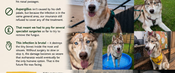 Raising money for AWOL (Animal welfare of Luxor)  by Animal Welfare of Luxor fundraising photo 2