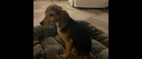 Help Chico walk again by SuperDogs Rescue fundraising photo 3
