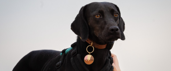 Emma's Super Hike for SuperDogs  by SuperDogs Rescue fundraising photo 1