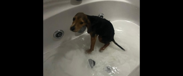 Help Chico walk again by SuperDogs Rescue fundraising photo 1