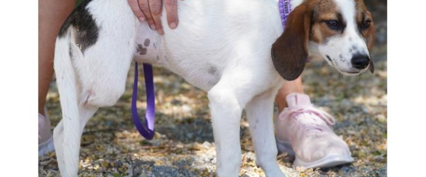  Thalia’s Chance at a New Life  by SuperDogs Rescue fundraising photo 1