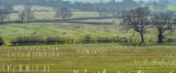 All charitable work by The Heart of England Forest fundraising photo 3