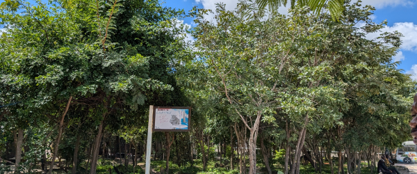 Help us to plant trees in Zambia by Baraka Community Partnerships fundraising photo 2