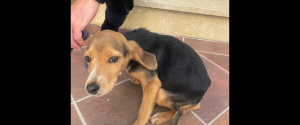 Help Chico walk again by SuperDogs Rescue fundraising photo 2