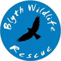 charity-default-logo