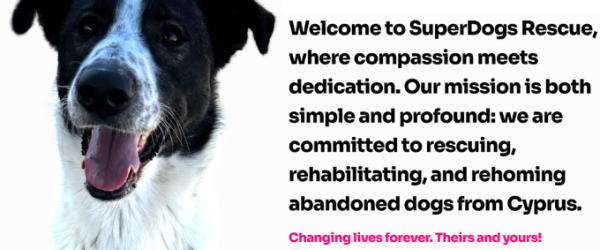 Paws, Sweat & Cheers! by SuperDogs Rescue fundraising photo 4