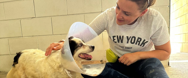 Amy's Super Hike for SuperDogs by SuperDogs Rescue fundraising photo 1