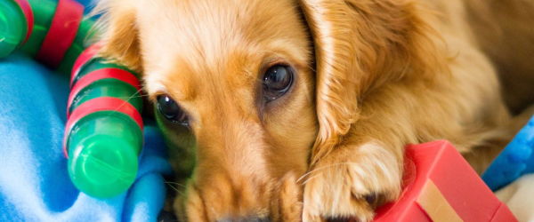 Stop an animal going hungry or homeless this winter. by Together for Animals fundraising photo 1