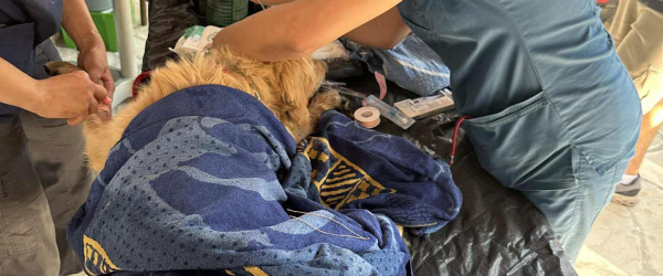 Rescue of the fire dogs and cats by SuperDogs Rescue fundraising photo 2