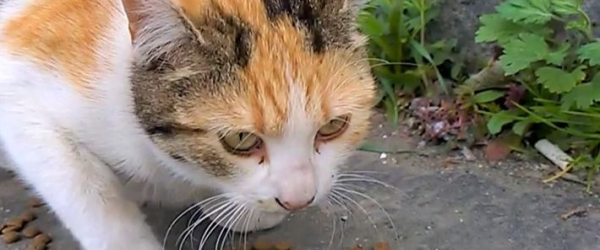 Animals in need by KindLink Individual Fundraising fundraising photo 2