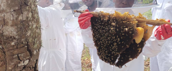 Help train the next generation of Beekeeping Leaders by Bees for Development fundraising photo 3
