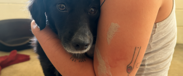 URGENT: 27 Dogs Rescued from Years of Neglect – We Need Your Help  by SuperDogs Rescue fundraising photo 1