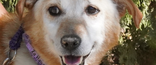 Angelo’s Chance of a Lifetime by SuperDogs Rescue fundraising photo 1