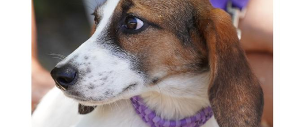  Thalia’s Chance at a New Life  by SuperDogs Rescue fundraising photo 2