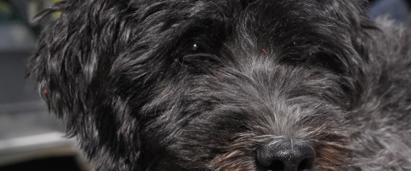 Sibel Needs Your Help to Reach Her New Beginning by SuperDogs Rescue fundraising photo 1