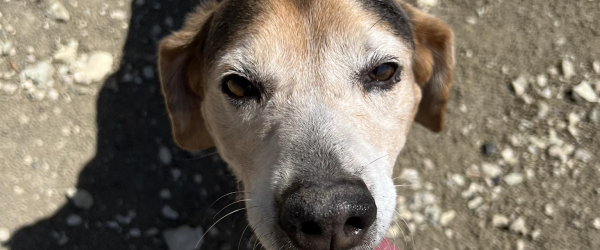 Help Skip Get His Second Chance. Give a senior dog the loving home he nearly lost forever. by SuperDogs Rescue fundraising photo 1