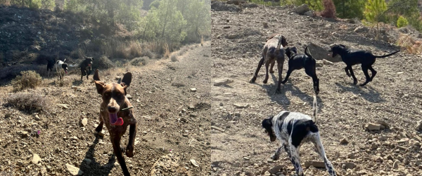 Northern Cyprus mum & pups by German Shorthaired Pointer Trust fundraising photo 6