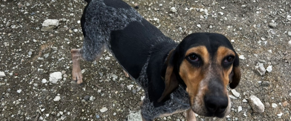 Anna’s SuperHike  by SuperDogs Rescue fundraising photo 2