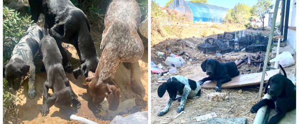 Northern Cyprus mum & pups by German Shorthaired Pointer Trust fundraising photo 3