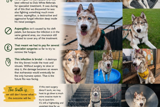 Raising money for AWOL (Animal welfare of Luxor)  by Kayleigh Wade cover photo