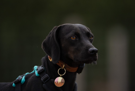 Emma's Super Hike for SuperDogs  by Emma  Whiteman  cover photo