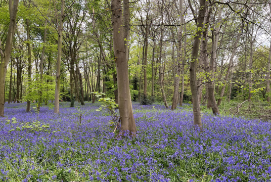 Greening the Green Belt by CPRE London cover photo