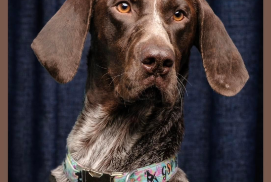 Calendar Donation by German Shorthaired Pointer Trust cover photo