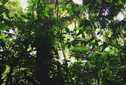 Northampton Street Trees by The Greener Earth Project cover photo