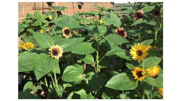 Sunflower Sale for Ripple Effect