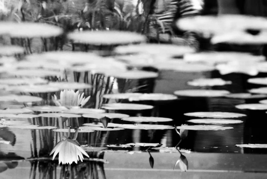 March 2026 Retreat by Dharma Drum London cover photo