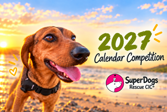 SuperDogs 2027 Calendar Competition by SuperDogs Rescue cover photo
