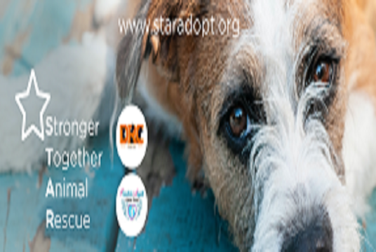 Pissouri Stray dogs and Cats by Stronger Together Animal Rescue cover photo