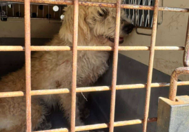 Fundraiser cover image