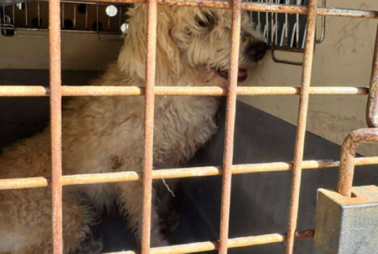 URGENT: 27 Dogs Rescued from Years of Neglect – We Need Your Help  by SUPERDOGS RESCUE cover photo