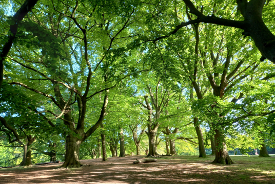 CPRE London by CPRE London cover photo