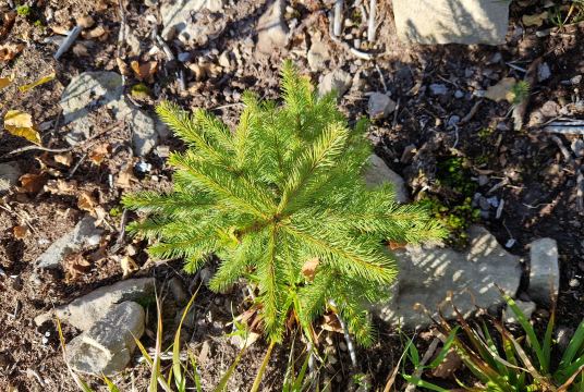 Planting good deeds by Asociatia EcoAssist cover photo