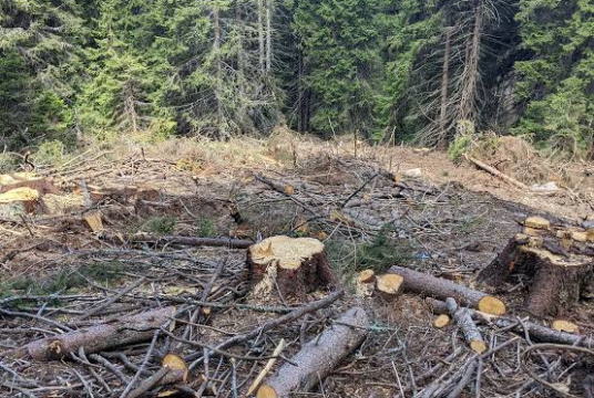 Plant a Tree 2025 by ANELIA BORISOVA cover photo