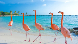 Flamingo Beach @ Silverburn - Fundraising/Retail Volunteer