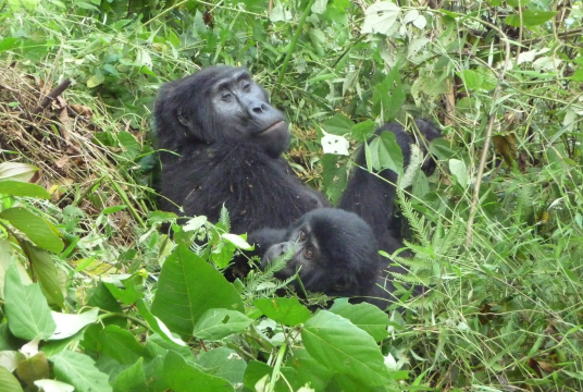 Gary Janks' Gorilla challenge by Kisiizi Partners cover photo