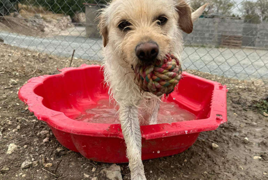 From shelter to sofa – transforming rescue stories into happy endings by SuperDogs Rescue cover photo